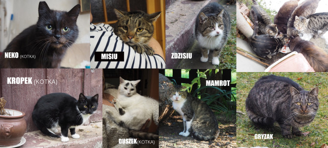 8 koty sosnowka dom adopcja mini